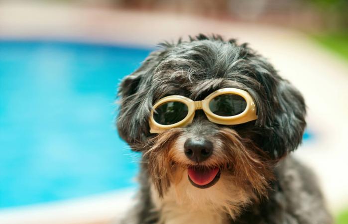 Happy dog with sunglasses on