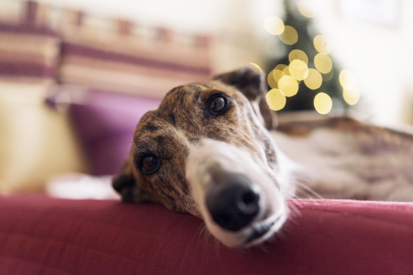 Greyhound lying on couch at Christmas time