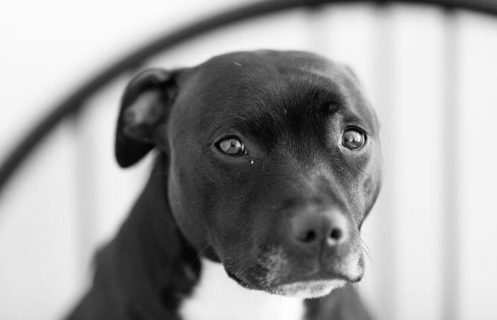 Staffordshire bull-terrier looking sad