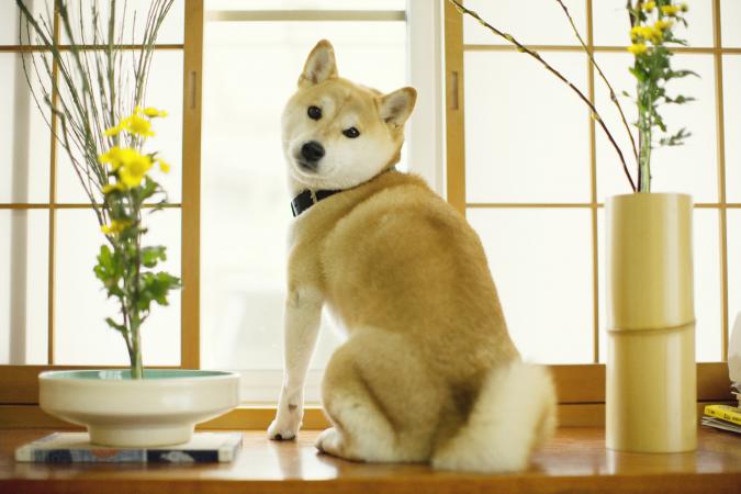 shiba inu agility