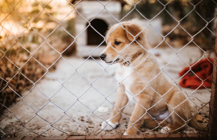 A dog behind a kennel fence