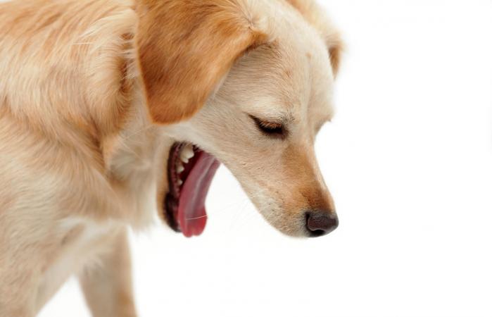 Dog making a face as if vomiting