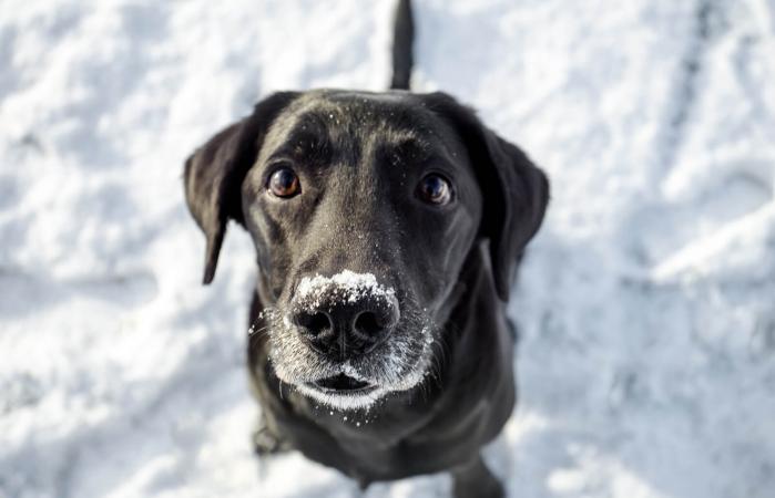 Labrador Sitting In Snow