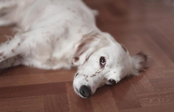 Sweet english setter resting on the floor