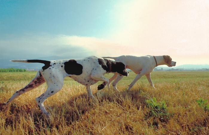 Two pointer dogs in a meadow