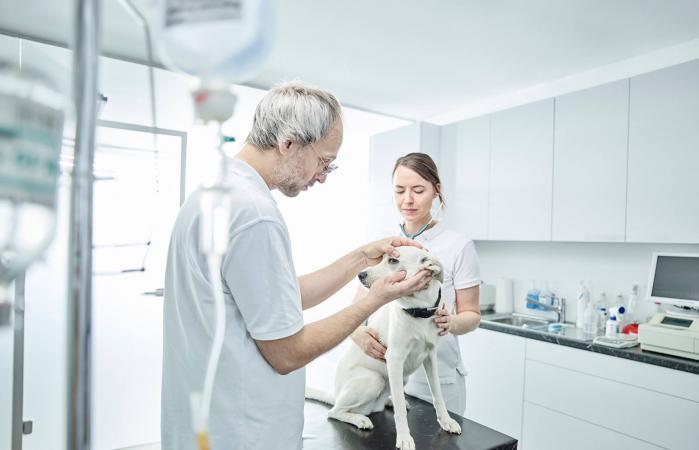 Veterinarian examining dog's eye