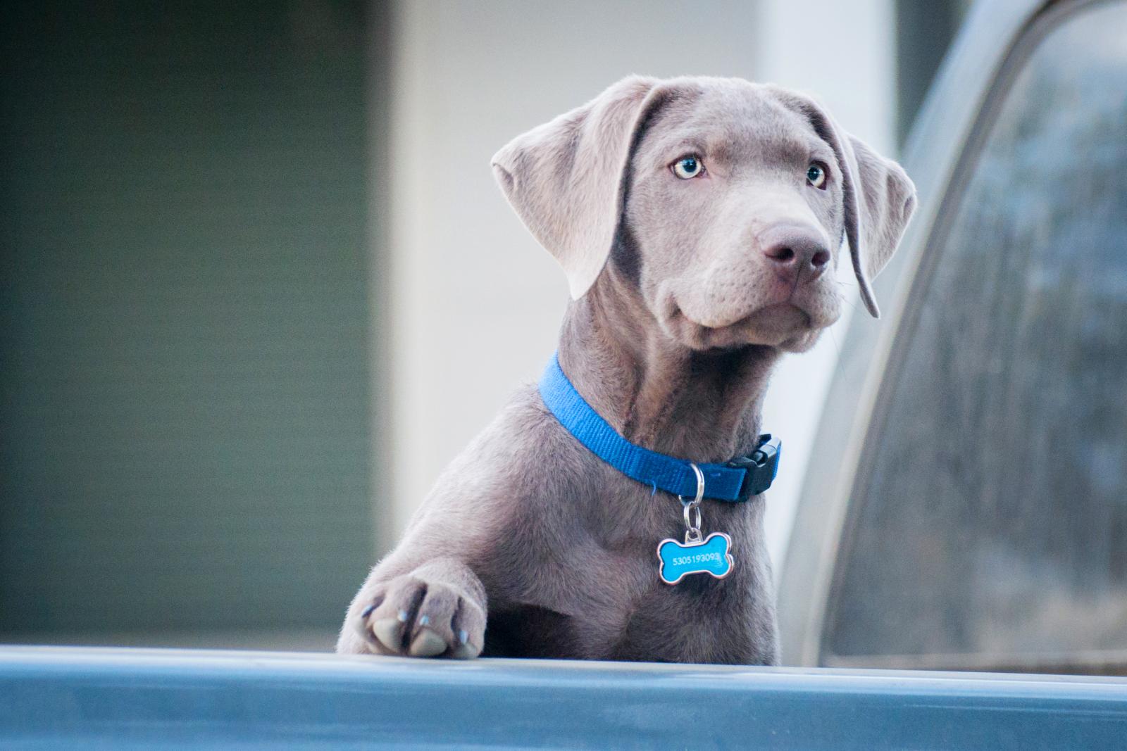 Silver Labrador Retriever puppy with tag