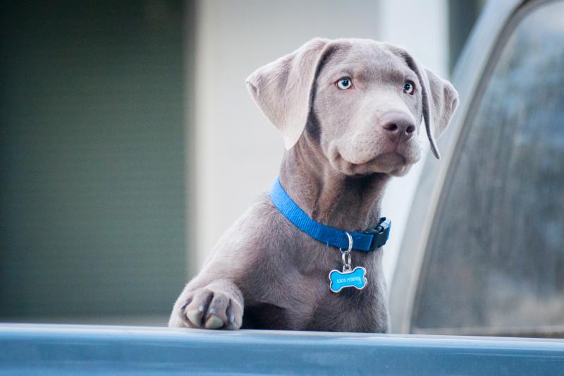 Dog Tag Options and Where to Find Them LoveToKnow