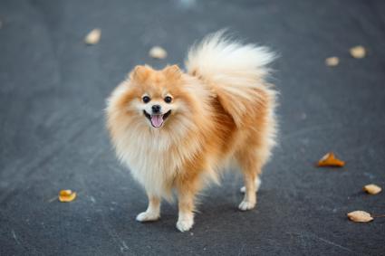 pomeranian coat types