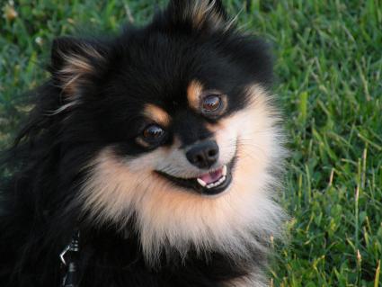 teacup pomeranian black and tan price