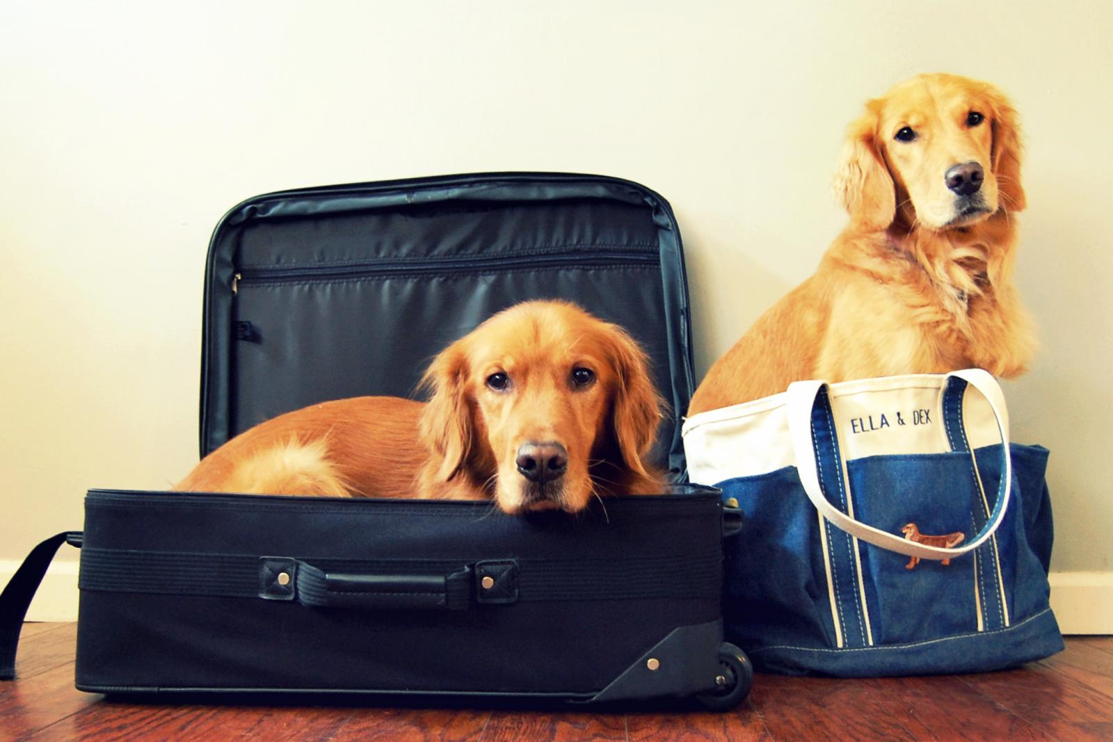 Golden retrievers inside suitecases