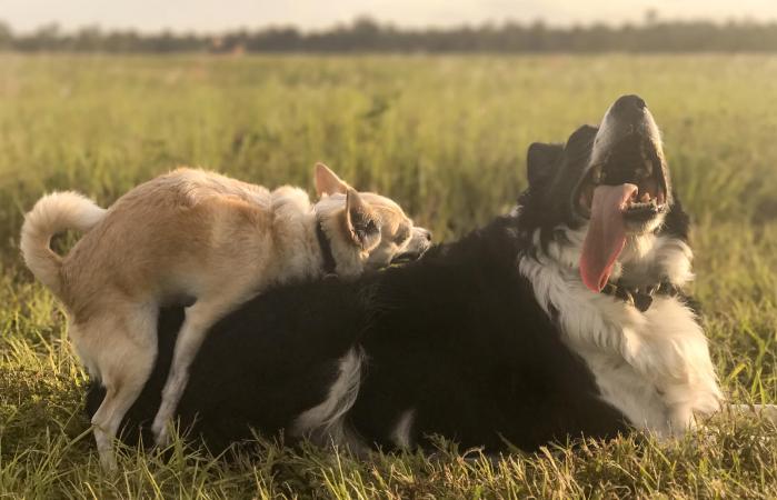 Small dog humping larger dog