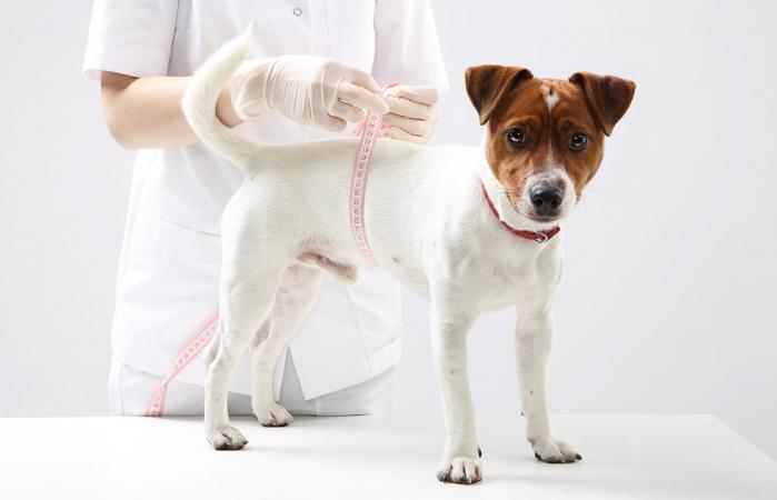 Veterinarian measuring dog