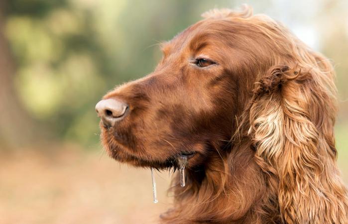 Drooling sleepy Irish Setter dog