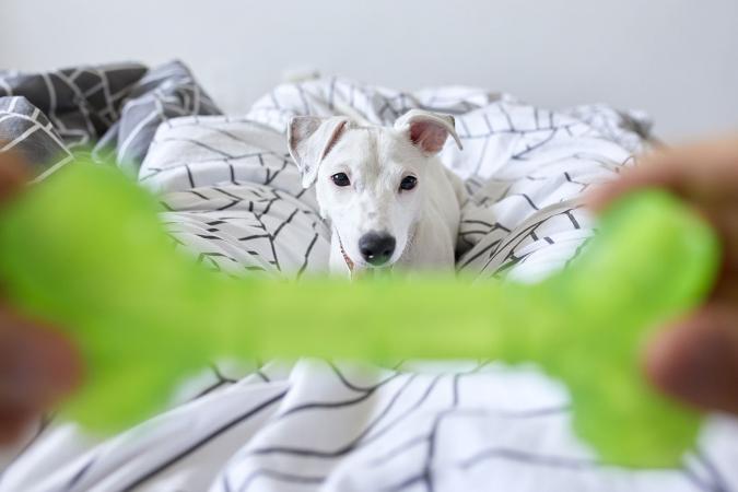 Jack Russell Terrier with a chew stick