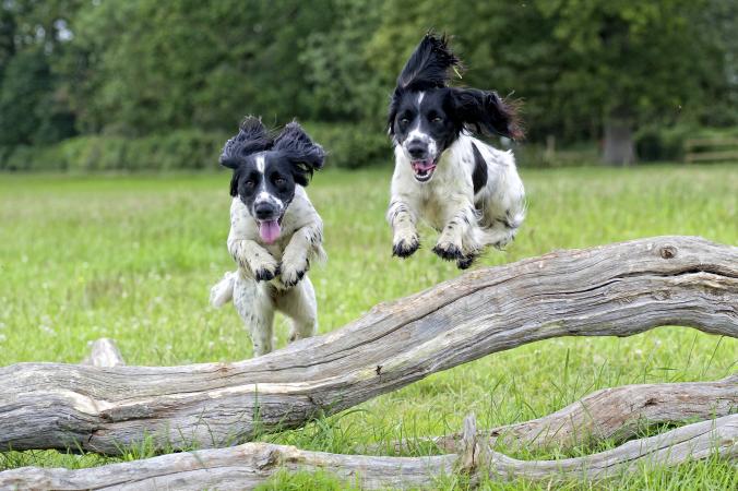 two spaniels jumping over a fallen tree