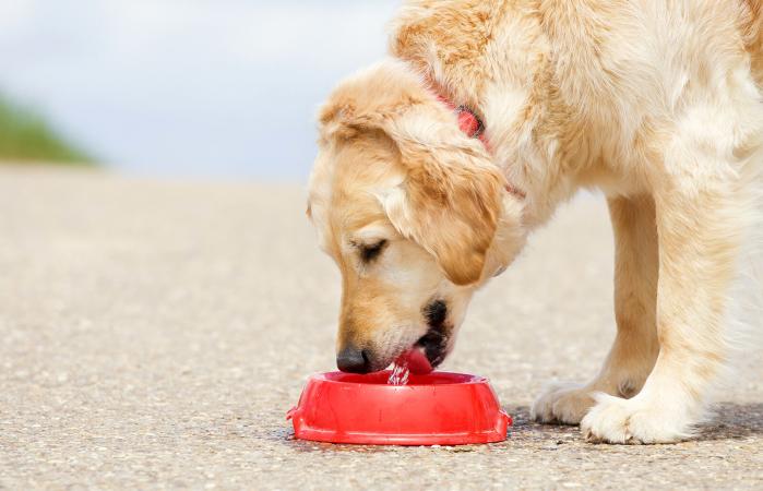 Dog drinking water from a bowl