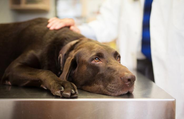 Vet and Labrador retriever