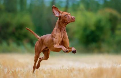 vizsla breed information