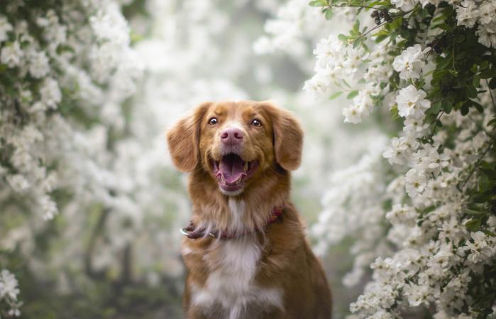 nova scotia duck tolling retriever in not