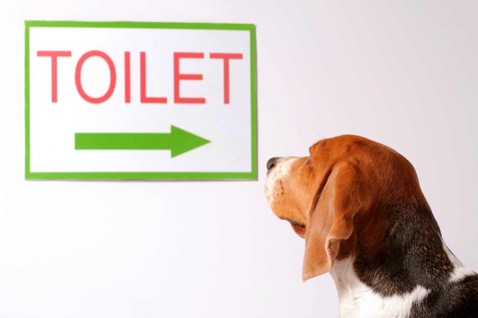 Dog looking for a toilet