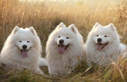 samoyed coat care