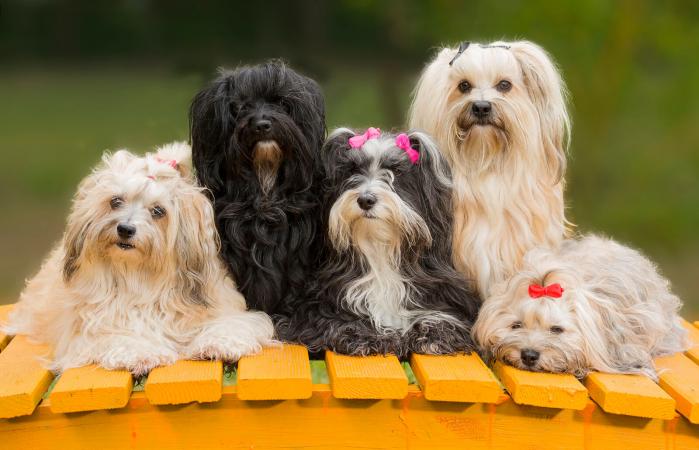 Havanese Family