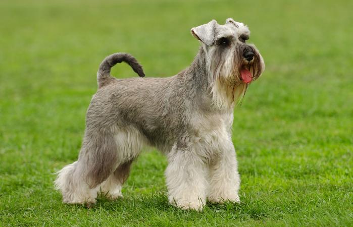 Image of a Standard Schnauzer dog