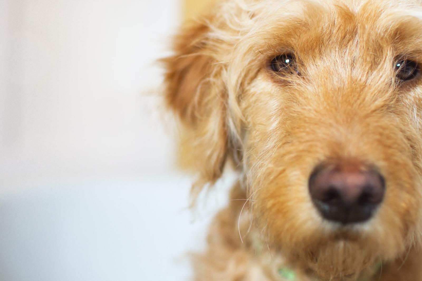 Goldendoodle puppy