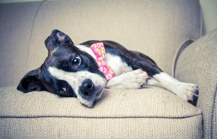 Boglen terrier dog lying on sofa