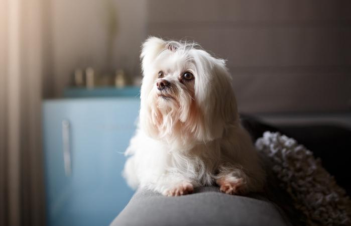 White Lhasa Apso dog