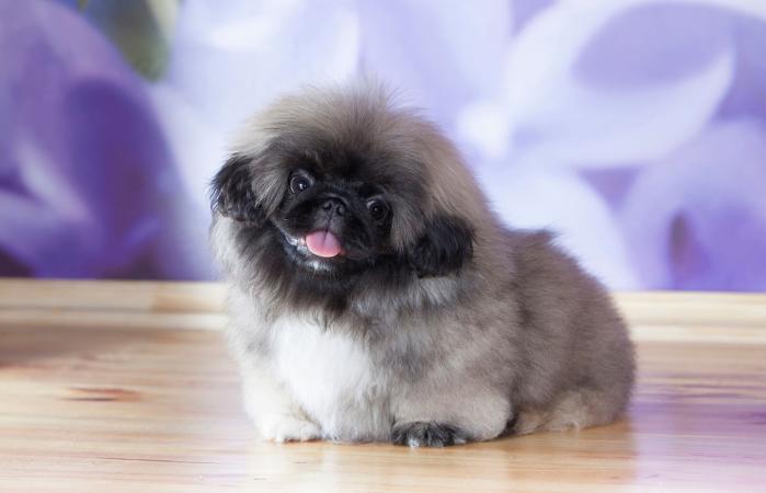 Pekinese puppy
