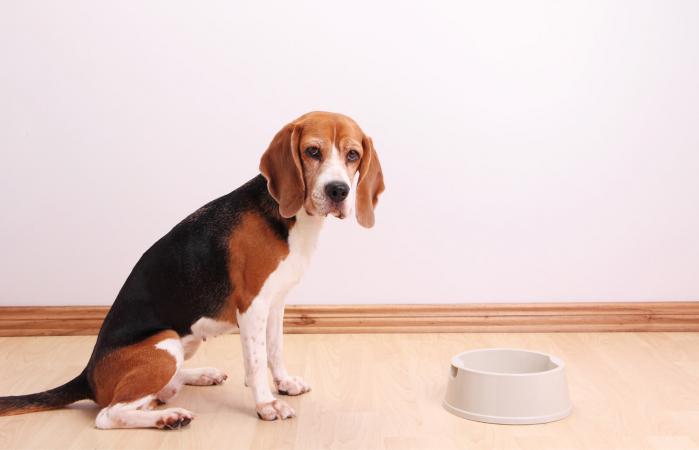 dog waiting for his food
