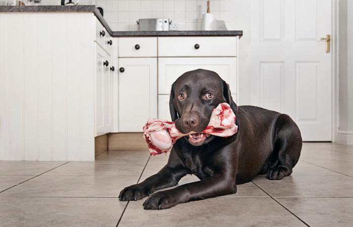 Chocolate Labrador with big Bone