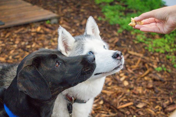 Woman giving two dogs raw food