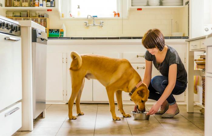 woman feeding dog in kitchen