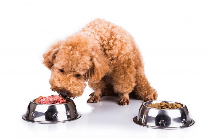 Poodle eating raw meat