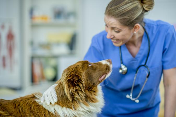 Veterinarian petting dog