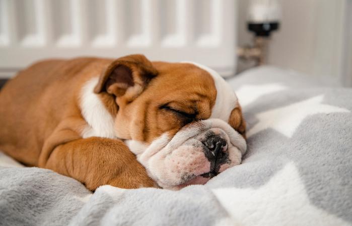 British Bulldog sleeping in a dog bed