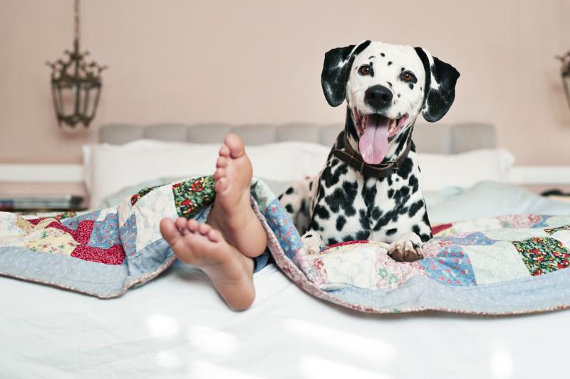 140 Unforgettable Black And White Dog Names Lovetoknow