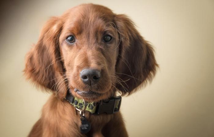 Irish setter puppy portrait