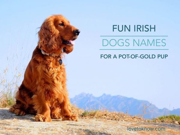 Creative Irish Dog Names 2025