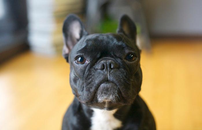 Black French bulldog