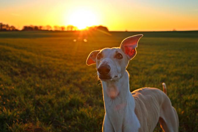 Galgo in the middle of a field at sunset