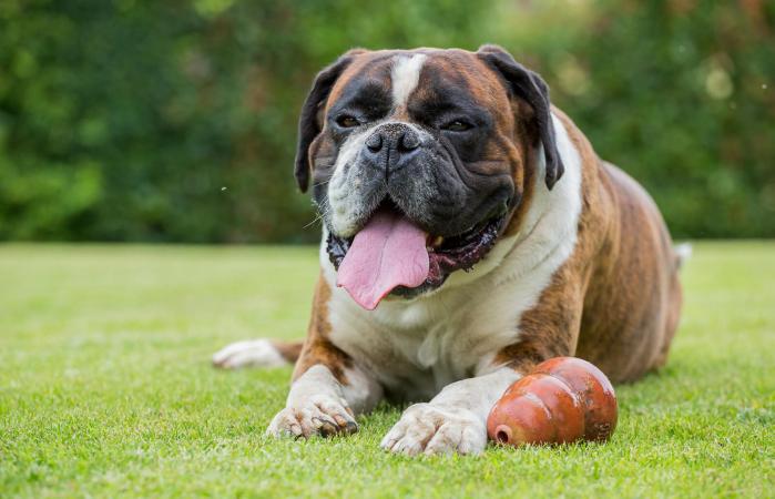 Strong boxer dog sitting