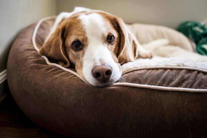 Dog Lying Down On His Bed