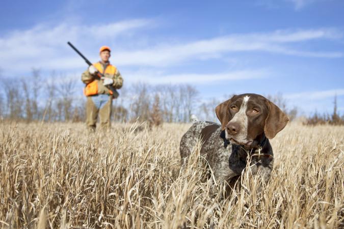 German Wirehair Pointer and man upland bird hunting in the Midwest
