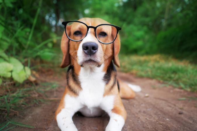 Cute beagle dog with eyeglass