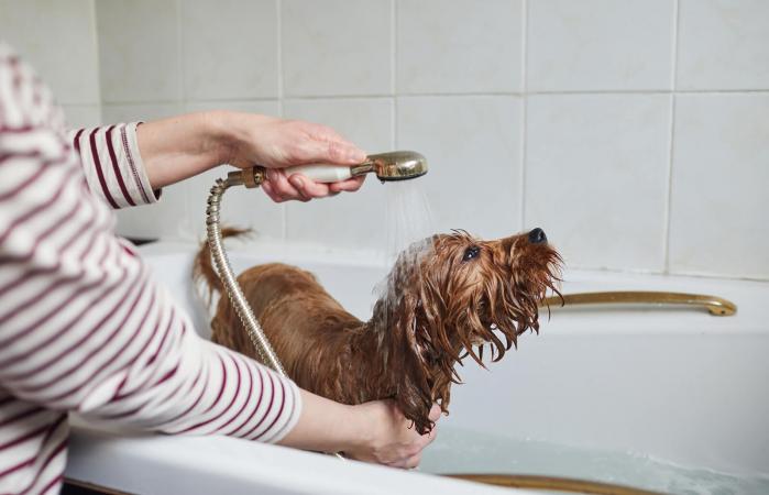 Woman bathing her puppy