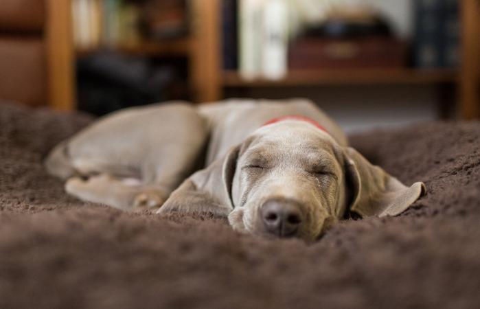 puppy sleeping indoors